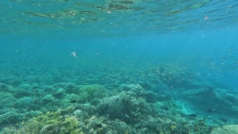 Blacktip-reef-shark-swimming-through-shoals-of-small-tropical-fish-over-coral-reef-marine-ecosystem-in-Flores-Island,-Indonesia