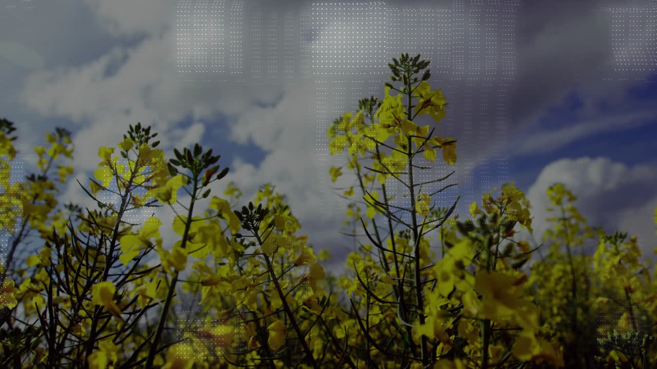 Camera panning upward overlay fading in yellow flowers swaying clouds drifting for visual contrast