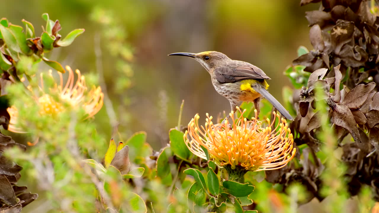 Telephoto shot of Cape Sugarbird feeding on nectar from yellow pincushion