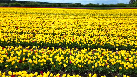 Low-aerial-view-across-yellow,-red-and-purple-tulips-in-bloom