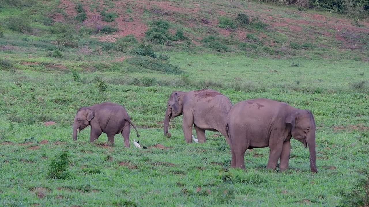 아시아 코끼리는 멸종 위기 종이며 태국 거주자이기도합니다.