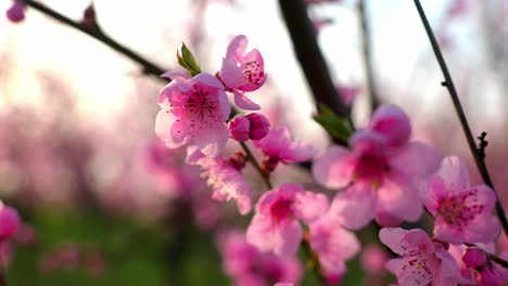 flores rosadas de albaricoque japonés en la granja