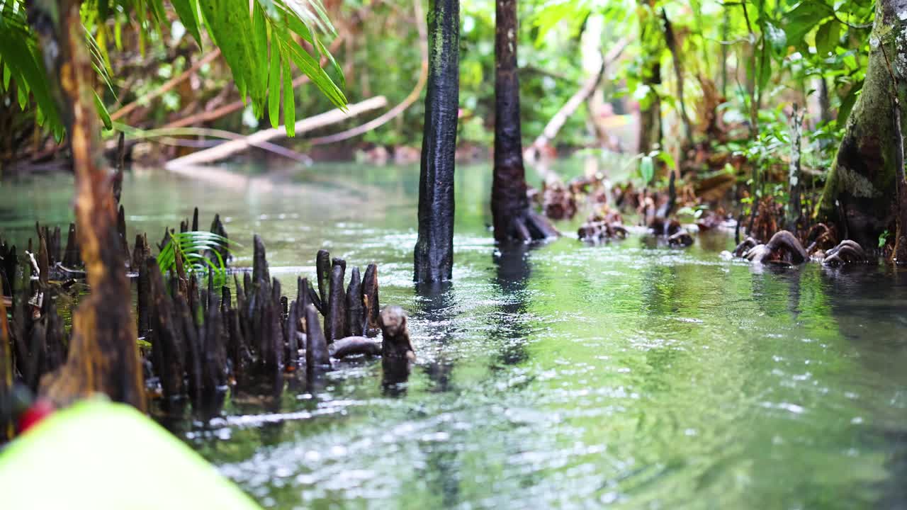 Peaceful kayak journey through lush mangrove canal in Krabi, Thailand