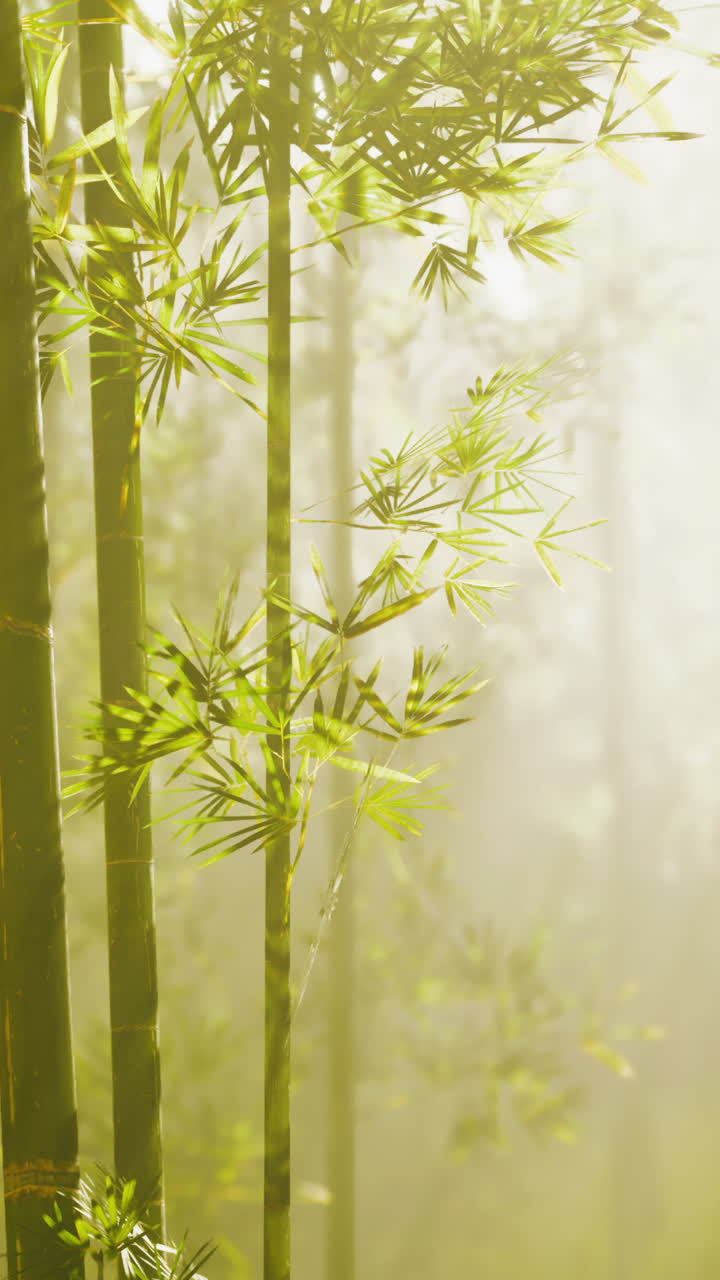 bosque de bambú en la niebla