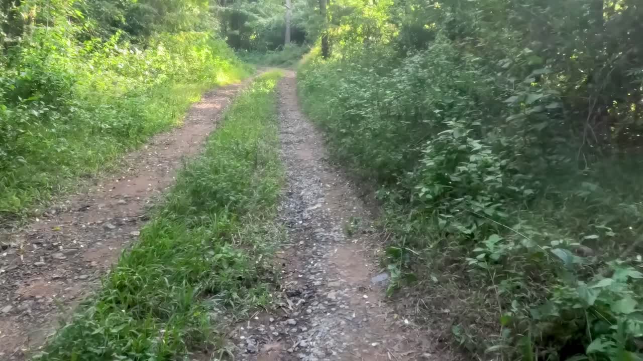 A narrow gravel path winds through dense, sunlit foliage, offering a serene outdoor escape.