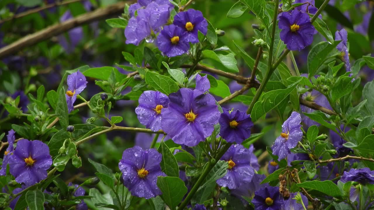 hermosas flores violetas y violetas profundas con hojas de color verde esmeralda y gotas de lluvia durante un día lluvioso