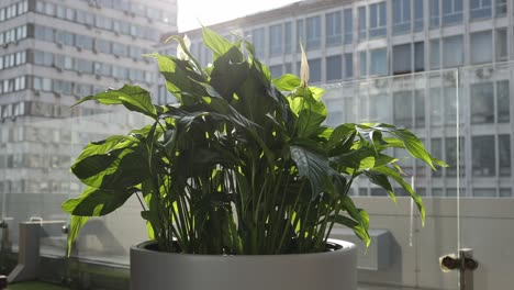 peace lily plant in a modern urban setting