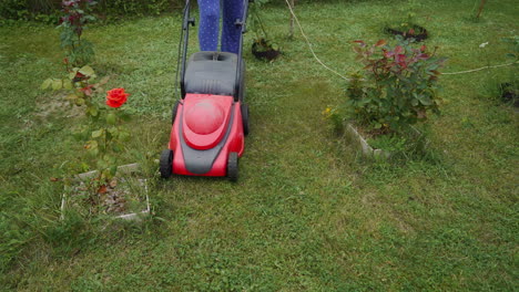 young woman is mowing lawn with lawn mower in her backyard. mowing grass in the garden.