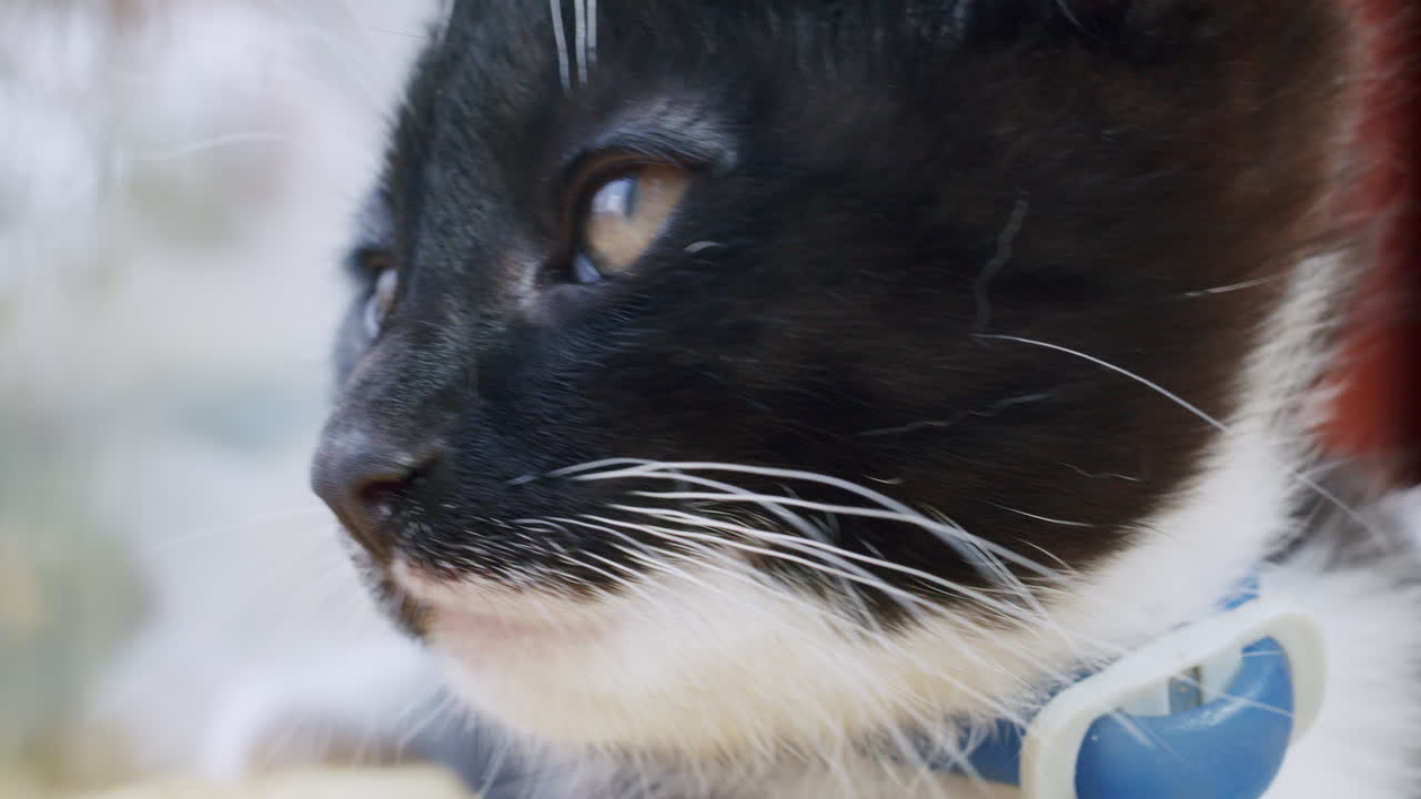 클로즈업 귀여운 검은 새끼 고양이