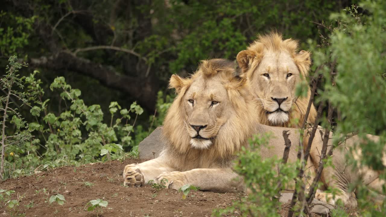 Due leoni giovani in natura, che guardano verso la telecamera mentre si addormentano.