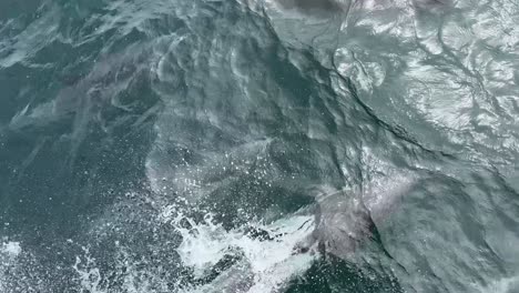 Handheld-close-up-shot-looking-down-at-a-pod-of-dolphins-racing-alongside-a-moving-boat-in-the-Pacific-Ocean-off-the-coast-of-California