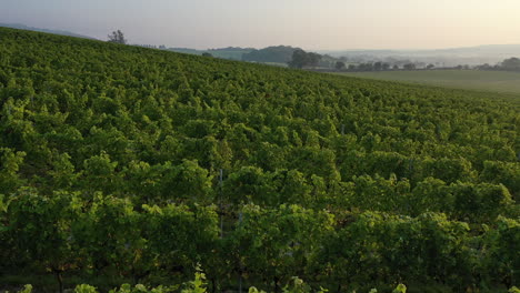 Aerial-shot-flying-across-misty-vineyard-at-sunrise-4K