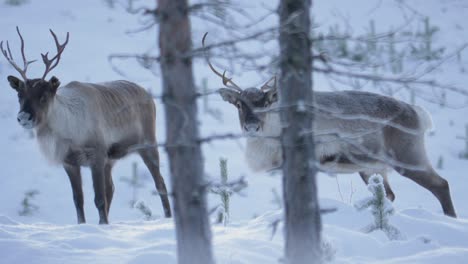 Seitenansicht-Des-Karibustiers,-Rentiere,-Die-In-Tiefkaltem-Schnee-In-Lappland,-Schweden,-Spazieren