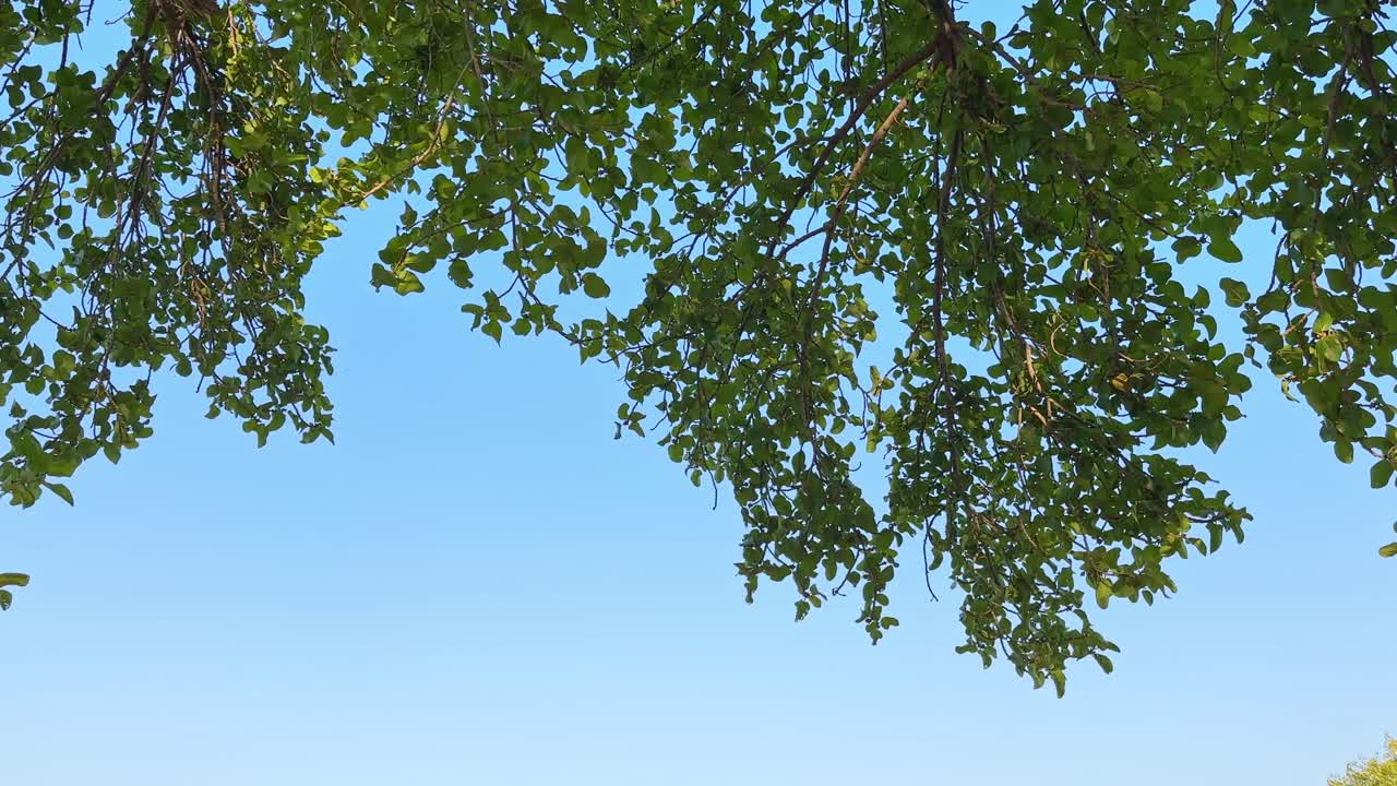 Beautiful leafy banyan tree canopy on a sunny day