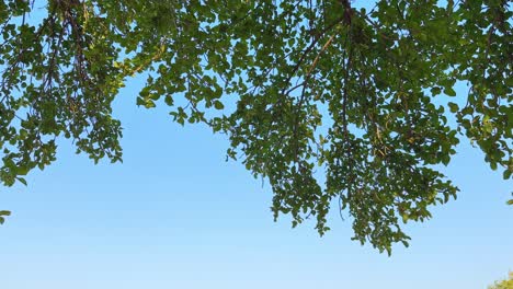 beautiful leafy banyan tree canopy on a sunny day