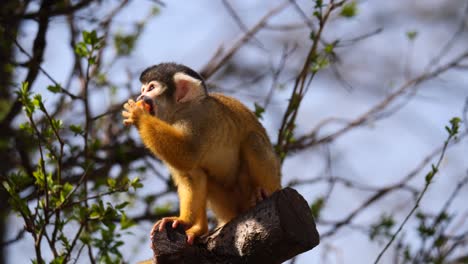 Lindo-Bebé-Mono-Ardilla-Posado-En-La-Rama-De-Un-árbol-Y-Comiendo-Zanahoria-Durante-La-Luz-Del-Sol