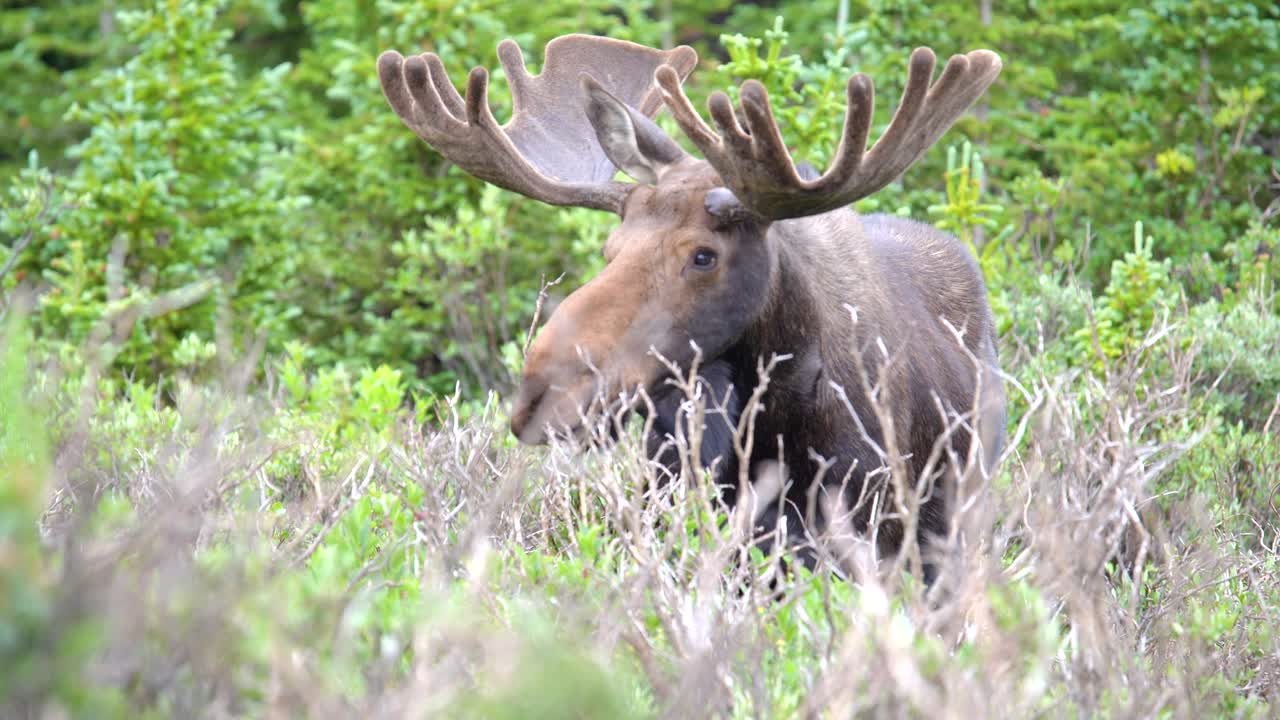 Closeup view of moose grazing in the forests of Rocky Mountains