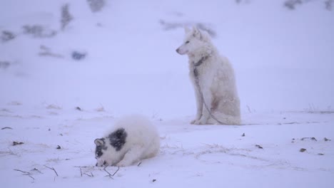 Slow-motion-video-of-a-sled-dog-puppy-playing-beneath-the-watchful-eye-of-its-mother-on-the-outskirts-of-the-city-of-Ilulissat,-Greenland