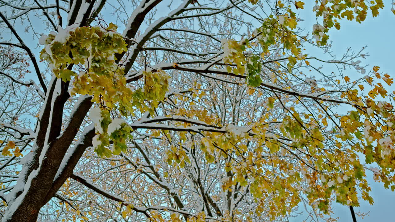 Green autumn leaves unexpectedly covered by an early snowfall. The fresh snow sitting on still-green foliage creates a striking sign of seasonal disruption and weather anomaly