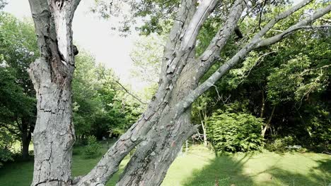 Drohne,-Die-Einen-Alten-Baum-Erhebt