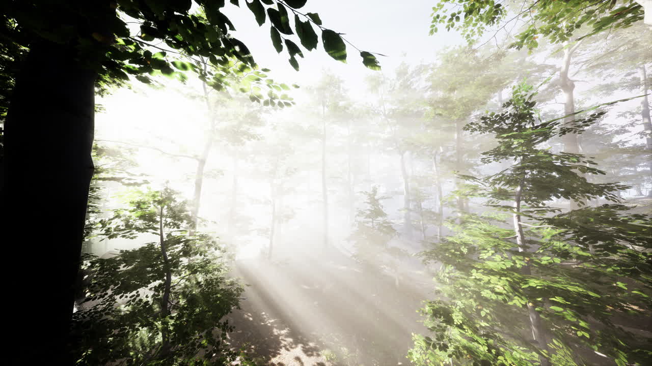 안개 숲 을 가로지르는 빛