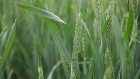 Slow-pan-across-green-wheat-plants