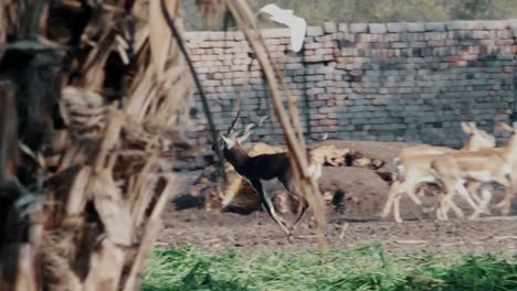 Cinematic-shot-of-black-buck-running-in-national-park