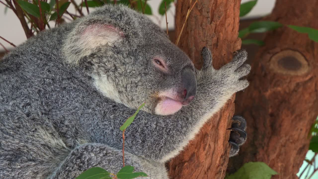 fotografía de perfil de un coala gordo y adormecido descansando y soñando despierto en la bifurcación del árbol