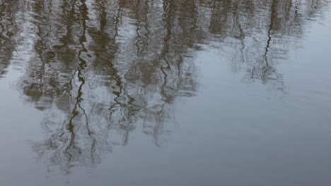 lago en la naturaleza