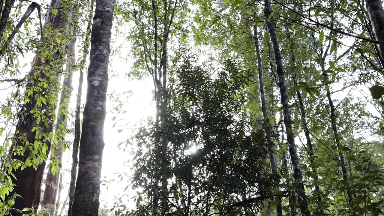 Lush forest scenery with tall trees