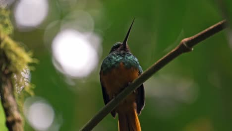 perched gracefully on a slender branch in the arenal region near la fortuna, a jacamar bird glimmers in the dappled light of the rainforest