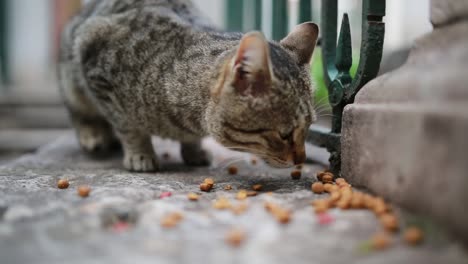 el gato está comiendo comida para gatos afuera en la superficie de concreto y cerca de la cerca de metal