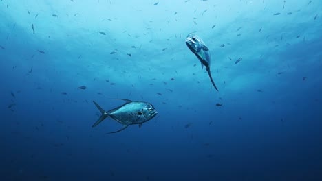 pair african pompano jack fish circle in shallow blue ocean sea water