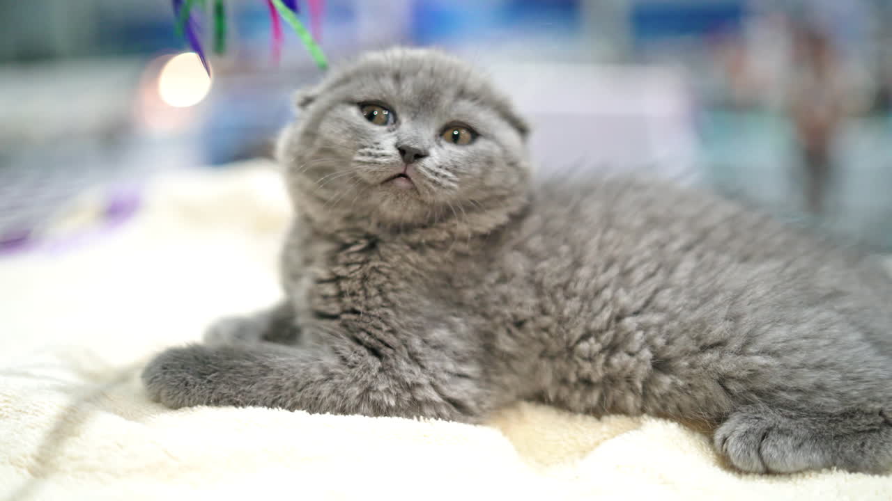 Close up lovely scottish fold cat. Playful, cute, and beautiful cat.
