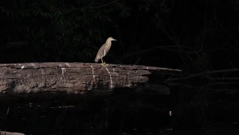 a retreating shot of a perching chinese pond heron ardeola bacchus that is standing by the river.
