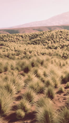 desert landscape with sparse grass and sand dunes