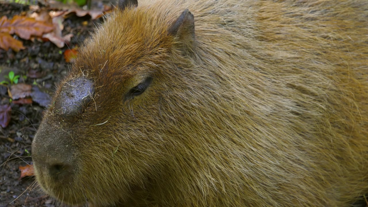Nærbillede af sydamerikansk kapivar, der hviler i naturligt dagslys. Stort gnaver fundet i Peru, Brasilien, Argentina, Colombia 4K