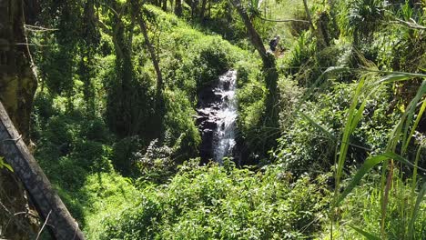 hd hawaii kauai slow motion boom up of waterfall in distance and a few trees in far left foreground and long grass hanging in right foreground in hawaiian forest