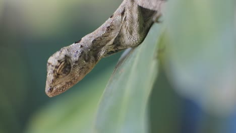 HD-Video-Chameleon-mane--on-leaves