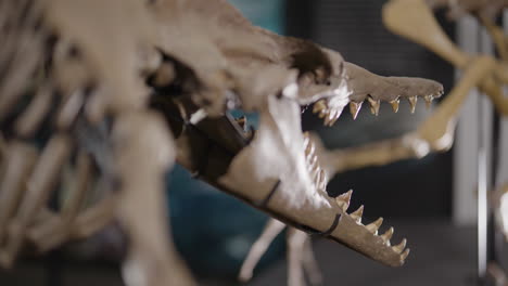 esqueleto de dinosaurio basilosaurio en exhibición enfoque costillas a dientes