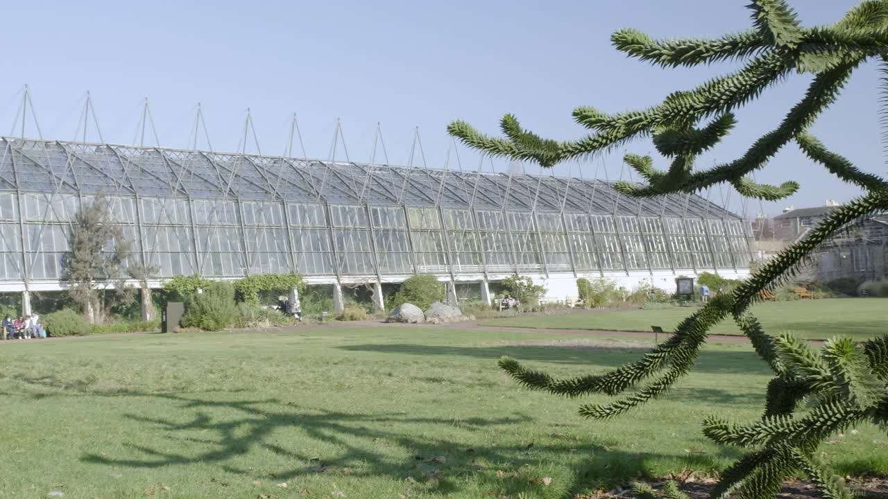 панорама справа налево от чилийской сосны, известной также как обезьянья головоломка, до оранжерей королевского ботанического сада в солнечный день в эдинбурге, шотландия.