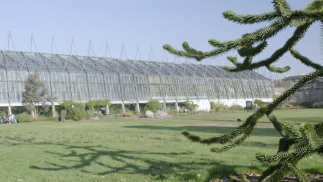 Pan-right-to-left-from-a-Chilean-Pine,-also-known-as-a-Monkey-Puzzle-tree,-over-to-the-Royal-Botanical-Gardens-glasshouses-on-a-sunny-day-in-Edinburgh,-Scotland