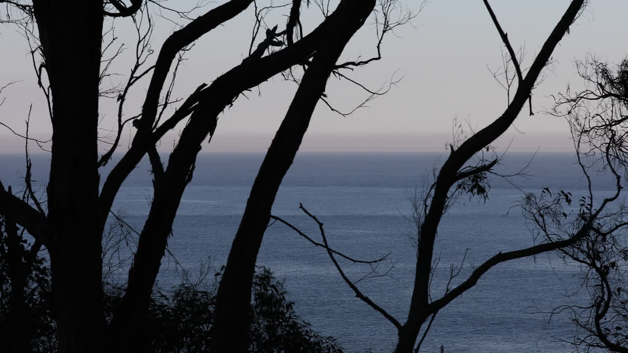 vista estática del mar abierto a través de la silueta de un árbol en una mañana de niebla