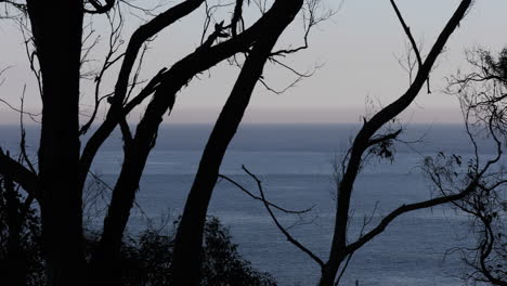 Vista-Estática-Del-Mar-Abierto-A-Través-De-La-Silueta-De-Un-árbol-En-Una-Mañana-Brumosa