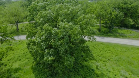 Aerial slowly rising and downward tilt revealing the huge size of a tree in the park during a warm and sunny afternoon