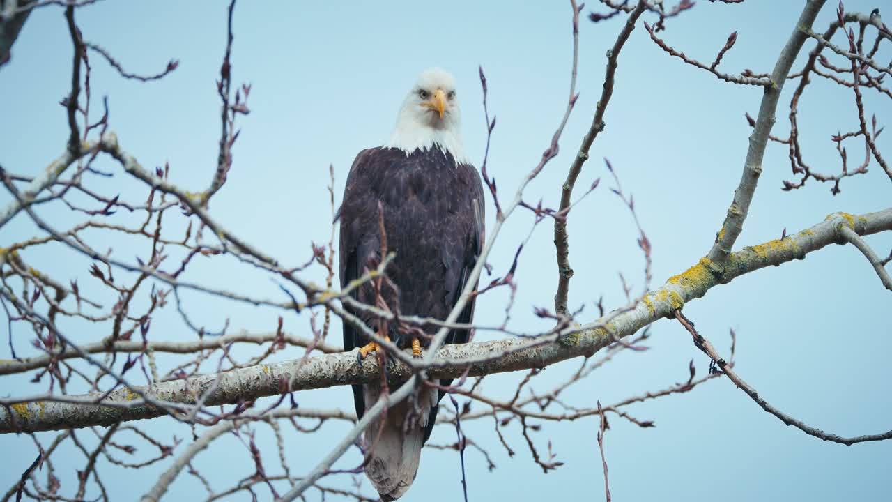 águila calva sentada perfectamente en las ramas de los árboles, buscando presas