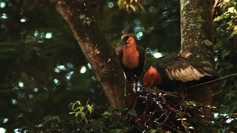 Buff-Necked-ibis-couple-eating-bugs-in-nest-in-tropical-forest,-South-America