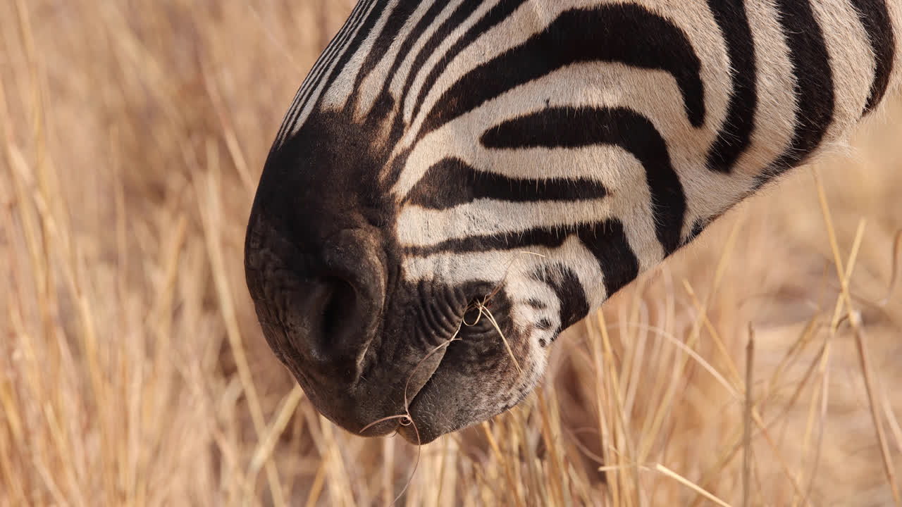 Extreme close up of Plains Zebra chewing dry grass