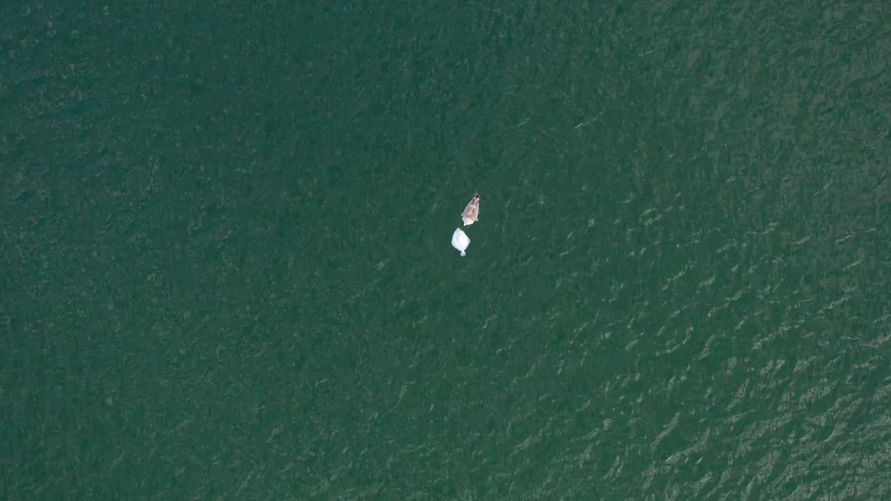 항공:잔물결을 일으키는 파도와 함께 녹색 바다에서 죽은 가자미를 먹는 갈매기의 탑 샷