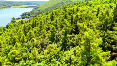 forest view by the river. lush greenery covers the hillside while a river meanders through the valley below on a sunny day
